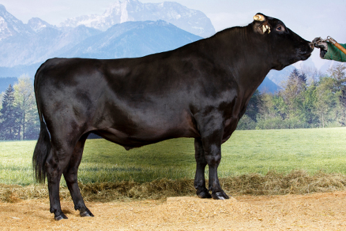 Wagyu semen takamichi doi