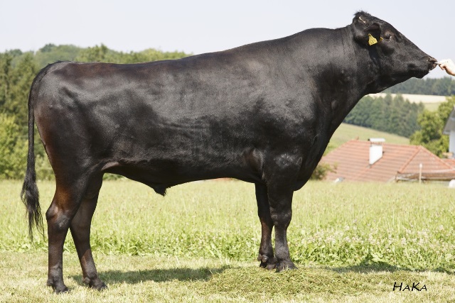 Wagyu Samen