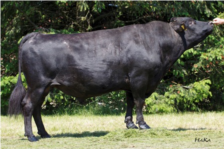 Wagyu Sperma Yojimbo - ideal für F1 Kreuzung