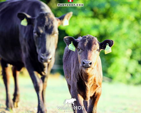 Fullblood Wagyu breeding cattle from Austrian breeding