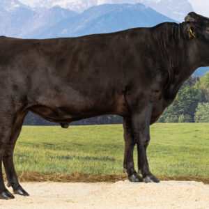 Wagyu Rind Q122
